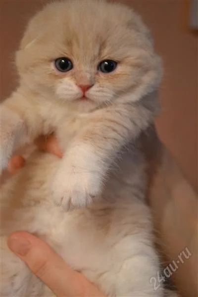 Лот: 2382779. Фото: 1. Плюшевое очарование. Кошки, котята