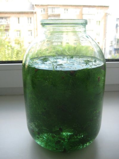 Лот: 14525165. Фото: 1. Банка с растениями и улитками. Водные растения