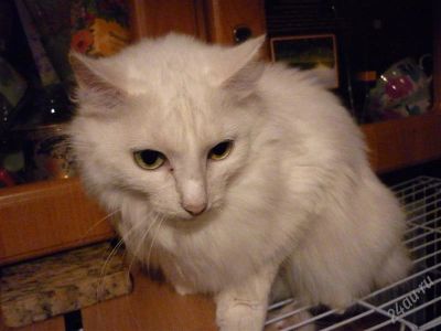Лот: 852188. Фото: 1. Отдам ангорскую кошку. Остальные животные