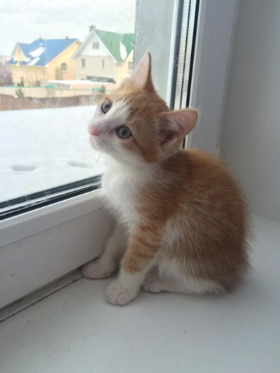 Лот: 6650808. Фото: 1. Подарю кошечку в хорошие руки... Кошки, котята