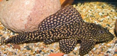 Лот: 7377679. Фото: 1. Птеригоплихт парчовый (лат. Pterygoplichthys... Рыбки