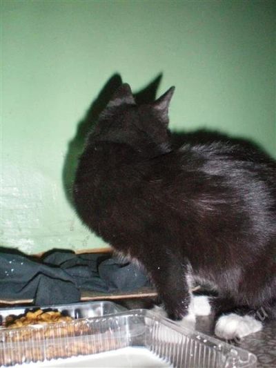 Лот: 1477634. Фото: 1. Кошечка Шикарная!. Кошки, котята