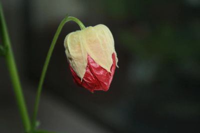 Лот: 4388870. Фото: 1. Абутилон Бэлла красный (зацветает... Горшечные растения и комнатные цветы