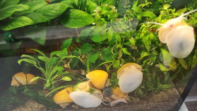 Лот: 10213061. Фото: 1. Ампулярия улитки. Моллюски, ракообразные, кораллы