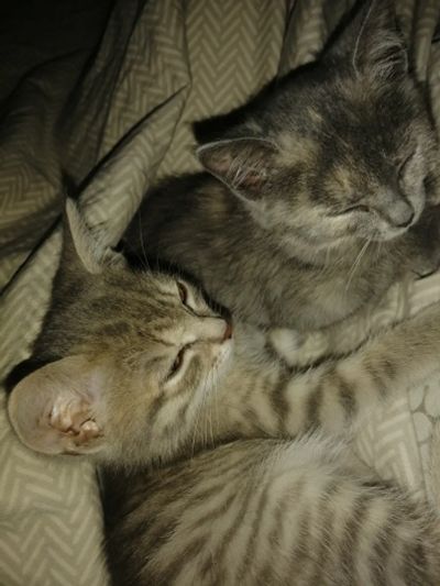 Лот: 19503218. Фото: 1. Котята. Кошки, котята
