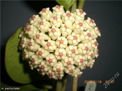 Лот: 2486877. Фото: 1. Hoya PACHYCLADA. Горшечные растения и комнатные цветы