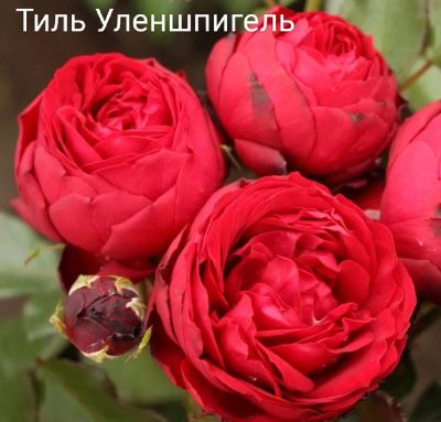 Лот: 20017488. Фото: 1. Саженцы розы Тиль Уленшпигель. Декоративные кустарники и деревья