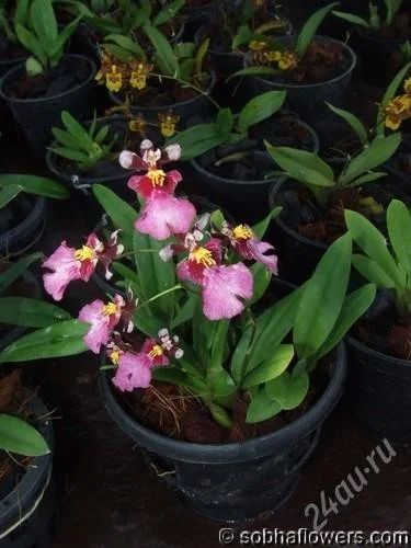 Лот: 1045350. Фото: 1. орхидея онцидиум. Горшечные растения и комнатные цветы