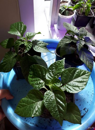 Лот: 13683026. Фото: 1. Aji umba red. Острый сорт перца... Овощи