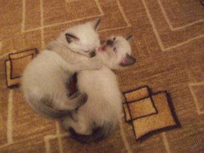Лот: 5530900. Фото: 1. Сиамцы. Кошки, котята