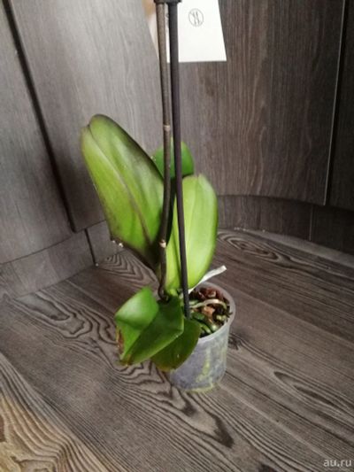 Лот: 13472585. Фото: 1. Орхидея малиновая. Горшечные растения и комнатные цветы