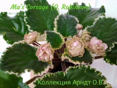 Лот: 12884389. Фото: 1. Фиалка Ma's Corsage, лист. Горшечные растения и комнатные цветы