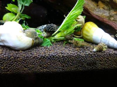 Лот: 16352195. Фото: 1. Сулавесткая креветка Caridina... Моллюски, ракообразные, кораллы
