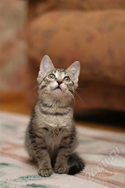 Лот: 632717. Фото: 1. Котенок. Только в хорошие руки... Остальные животные