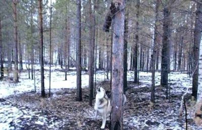 Лот: 5069455. Фото: 1. Щенки лайки!. Собаки, щенки