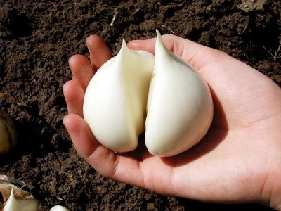 Лот: 9912736. Фото: 1. Анзур, лук Суворова, суворовский... Овощи