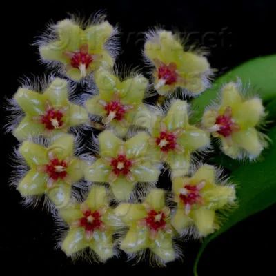 Лот: 16431757. Фото: 1. Хойя-Hoya soidaoensis. Горшечные растения и комнатные цветы