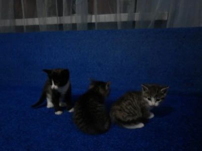 Лот: 4548067. Фото: 1. отдадим котят. Кошки, котята