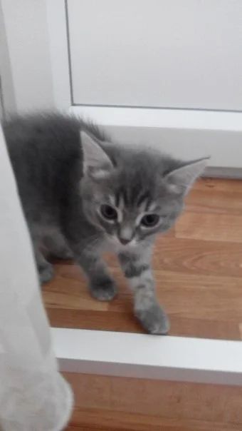 Лот: 4687654. Фото: 1. Продам котенка в хорошие руки. Кошки, котята