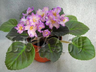 Лот: 2271996. Фото: 1. Пасынок фиалки Hawaiian Pearl. Горшечные растения и комнатные цветы