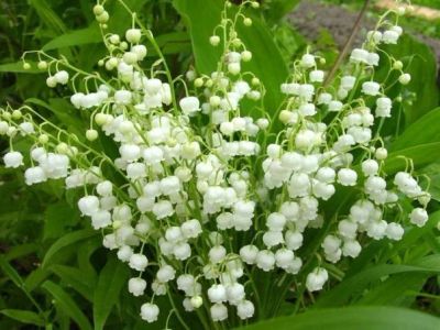 Лот: 6056699. Фото: 1. ландыши. Садовые цветы