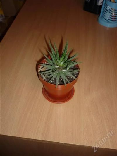 Лот: 2280832. Фото: 1. Хавортия. Горшечные растения и комнатные цветы