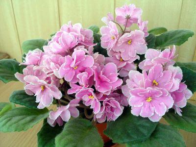 Лот: 6047505. Фото: 1. Продам детку сортовой фиалки Pink... Горшечные растения и комнатные цветы