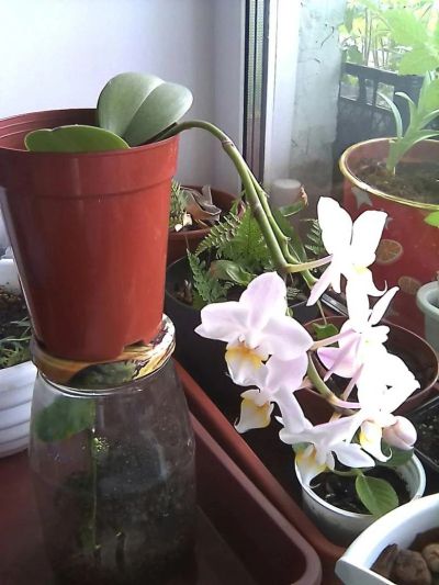 Лот: 11316204. Фото: 1. орхидея мини-фаленопсис бело-сиреневый... Горшечные растения и комнатные цветы