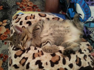 Лот: 3595446. Фото: 1. Отдам в добрые ручки котенка девочку. Кошки, котята