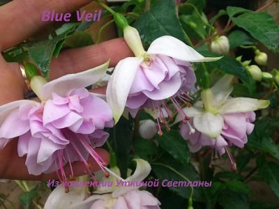 Лот: 4087373. Фото: 1. Фуксия Blue veil - укорененный... Горшечные растения и комнатные цветы
