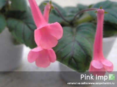 Лот: 6385897. Фото: 1. Глоксиния Pink Imp. Горшечные растения и комнатные цветы
