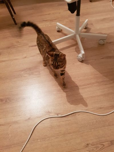 Лот: 16332342. Фото: 1. Кошка, отдам бесплатно, даром. Кошки, котята