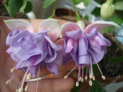 Лот: 1372423. Фото: 1. Wild and Beautiful фуксия. Горшечные растения и комнатные цветы