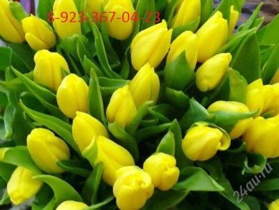 Лот: 2575115. Фото: 1. тюльпаны совхозовские. Разное