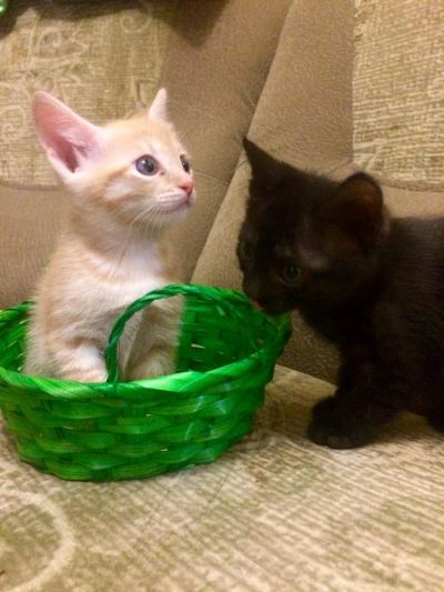 Лот: 7324069. Фото: 1. Котёнок ищет хозяина. Кошки, котята