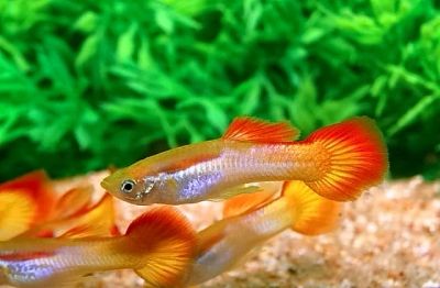 Лот: 9105213. Фото: 1. Гуппи «Сансет» (Poecilia reticulata... Рыбки