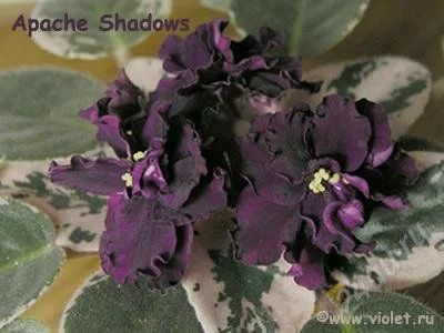 Лот: 1774477. Фото: 1. Apache Shadows фиалка. Горшечные растения и комнатные цветы