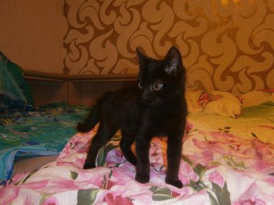 Лот: 3216817. Фото: 1. Домашняя черная пантерка в добрые... Кошки, котята