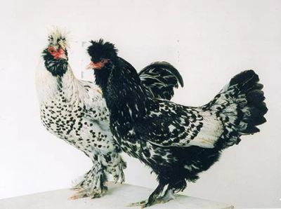 Лот: 4717967. Фото: 1. Красивые павловские петушки. Птицы