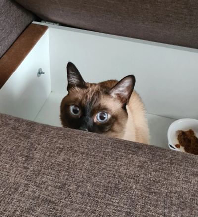 Лот: 17585814. Фото: 1. Кот меконгский бобтейл. Кошки, котята