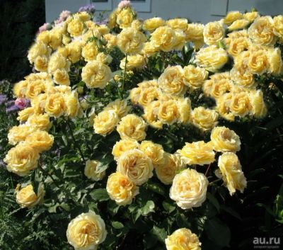 Лот: 15206144. Фото: 1. Роза Лемон Помпон.Новинка. Садовые цветы