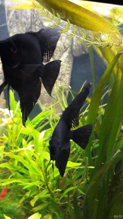 Лот: 13238103. Фото: 1. Скалярии, пара. Рыбки