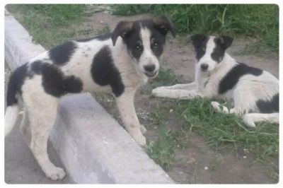 Лот: 5897233. Фото: 1. Щенки от крупных собак! 5 месяцев... Собаки, щенки
