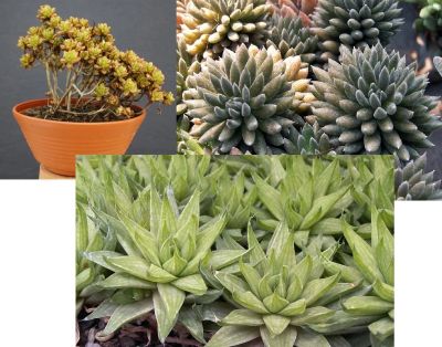 Лот: 9168581. Фото: 1. Суккулент Микс. синокрассула Sinocrassula... Горшечные растения и комнатные цветы