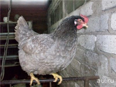 Лот: 9588564. Фото: 1. Несушки Мясояичные Емельяново. Птицы