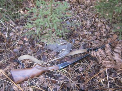 Лот: 3901686. Фото: 1. Ружьё охотничье ИЖ-43Е орех 2000... Охотничье оружие