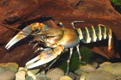 Лот: 2961490. Фото: 1. Cherax papuanus - Зебровый рак... Моллюски, ракообразные, кораллы