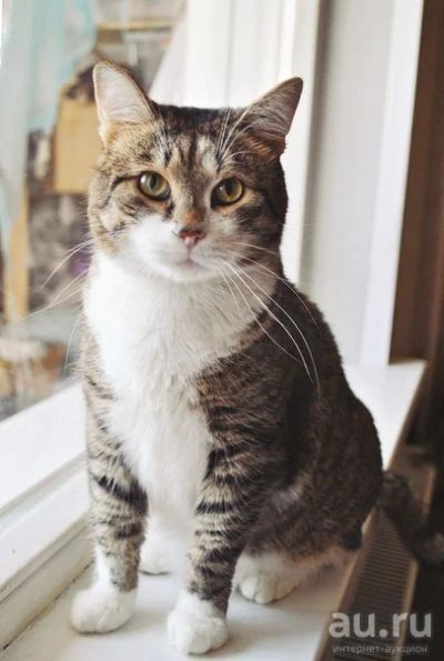 Лот: 8754827. Фото: 1. Котик Джельсомино, 2 года. Кошки, котята
