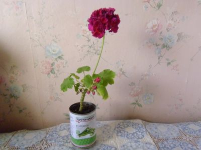 Лот: 17827983. Фото: 1. Растение комнатное Герань красная... Горшечные растения и комнатные цветы