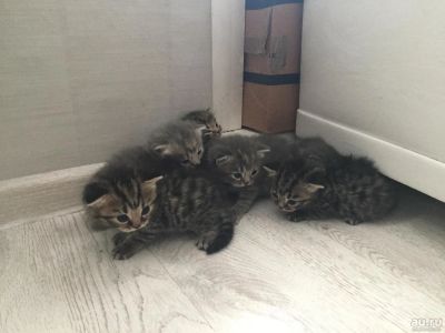 Лот: 9691194. Фото: 1. Британцы котята. Кошки, котята